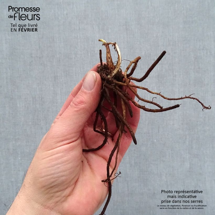 Spécimen de Ephémère de Virginie - Tradescantia andersoniana Pink Chablis Racines nues, Qualité premium tel que livré en hiver