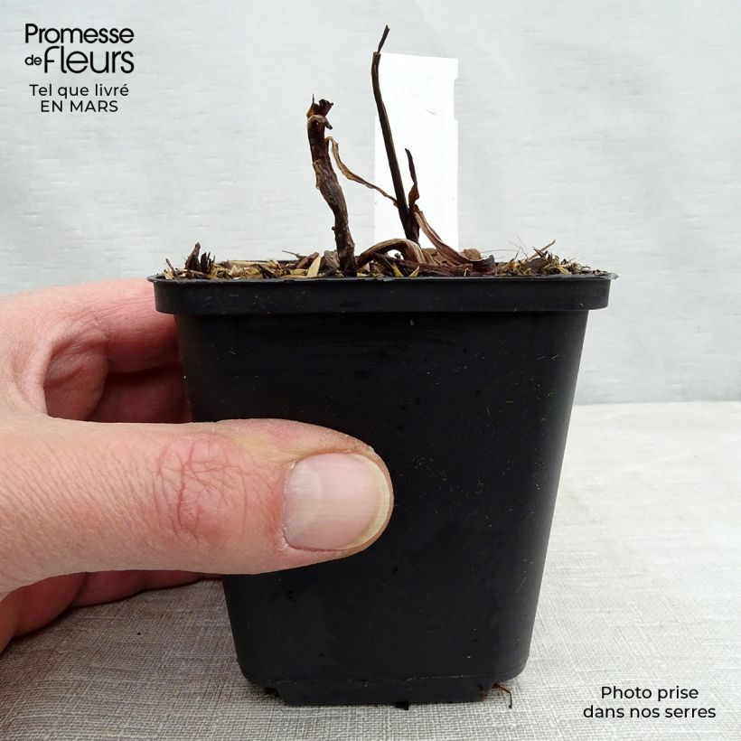 Example of Ephémère de Virginie - Tradescantia virginiana Zwanenburg Blue Godet de 8/9 cm as you get in printemps