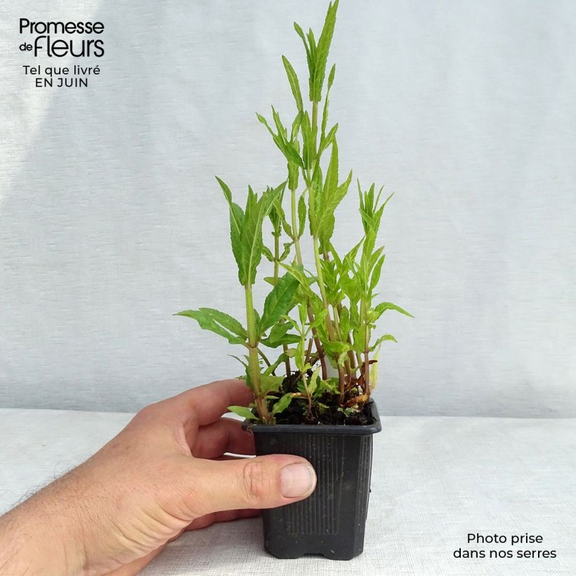 Spécimen de Epiaire des marais - Stachys palustris Godet de 8/9 cm tel que livré en été