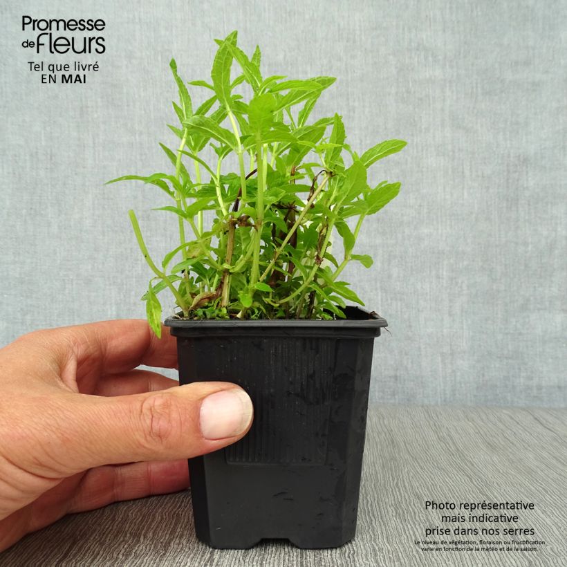 Example of Epiaire des marais - Stachys palustris Godet de 8/9 cm as you get in printemps