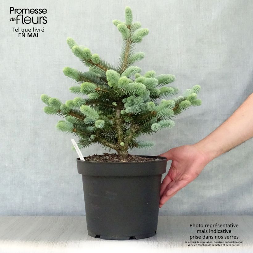 Example of Epicea bleu - Picea pungens Glauca Globosa  Pot de 4L/5L as you get in printemps