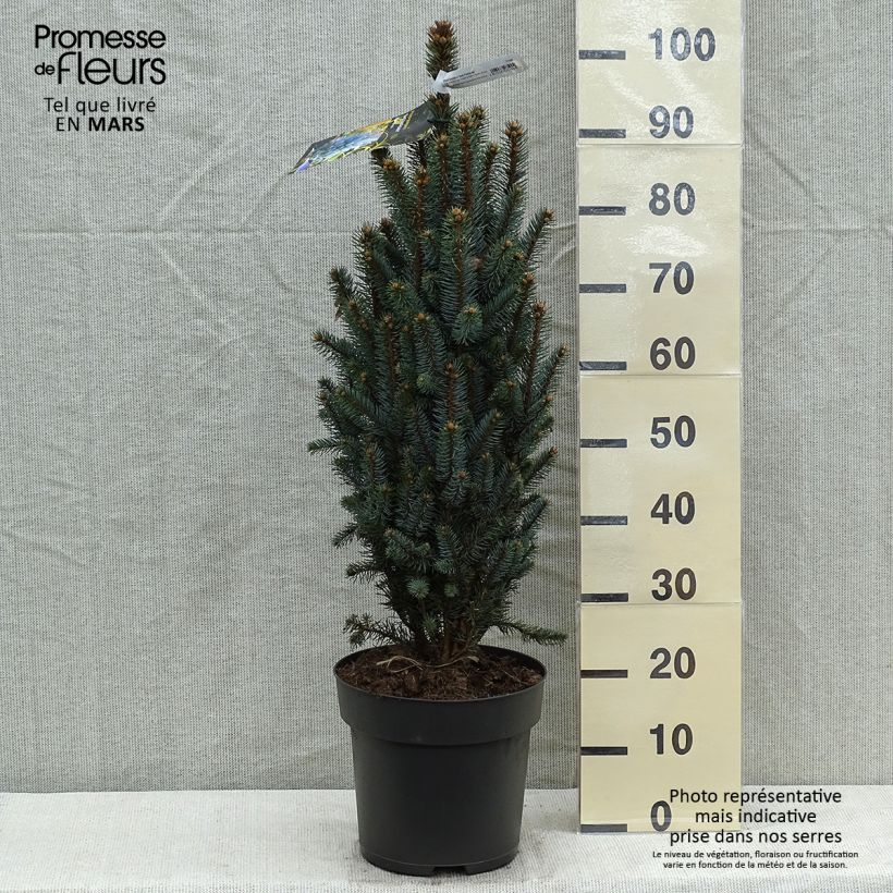 Example of Epicea bleu - Picea pungens Iseli Fastigiate                   Pièce as you get in printemps