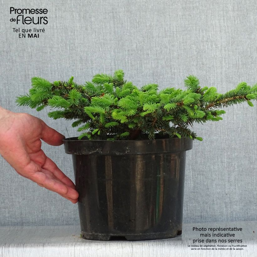 Example of Epicea bleu - Picea pungens Sonia                              Pot de 4L/5L as you get in printemps