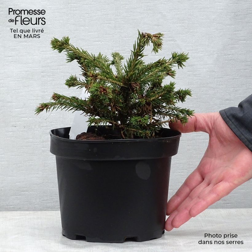 Example of Epicea commun - Picea abies Maxwellii Pot de 2L/3L as you get in printemps