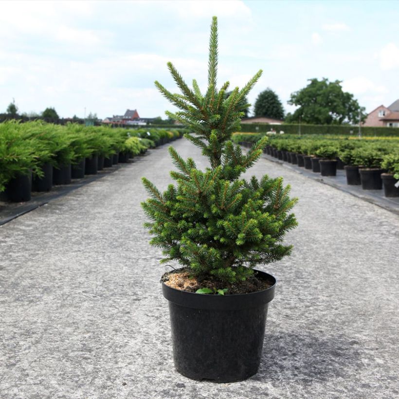 Picea abies Will's Zwerg - Épicéa commun (Plant habit)