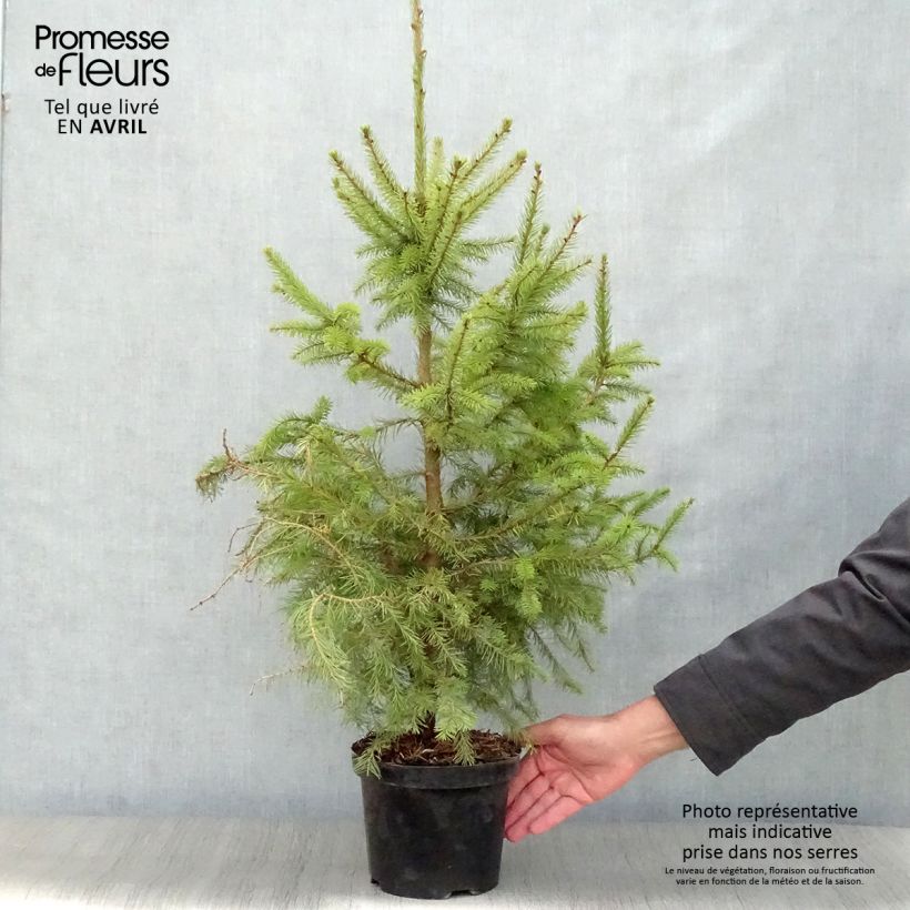 Spécimen de Épicéa de Serbie Nana - Picea omorika Pot de 2L/3L tel que livré au printemps