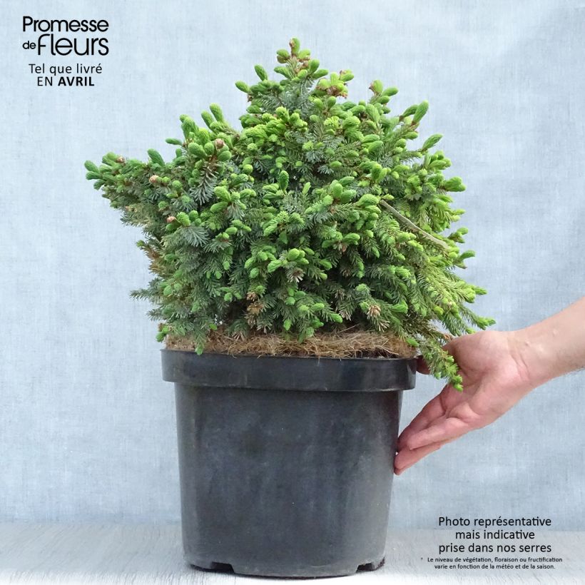 Spécimen de Épicéa de Serbie Nana - Picea omorika Pot de 7,5L/10L tel que livré au printemps
