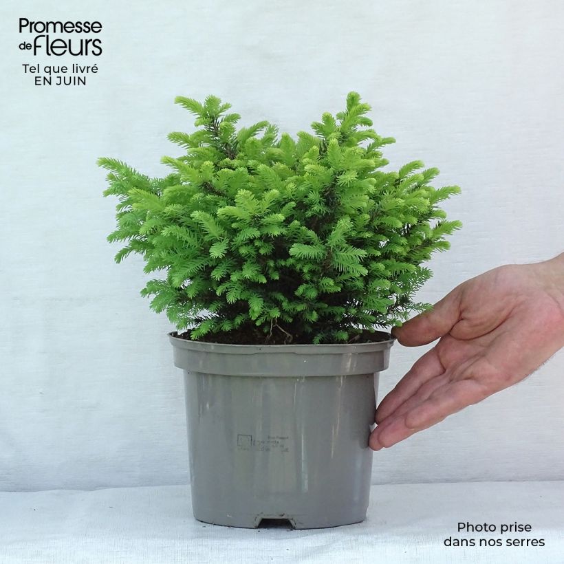 Spécimen de Epicea de Serbie - Picea omorika Karel                              Pot de 2L/3L tel que livré en été