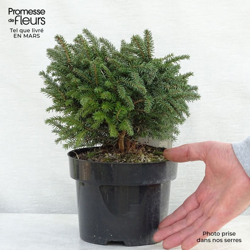 Example of Epicea de Serbie - Picea omorika Karel                              Pot de 2L/3L as you get in printemps
