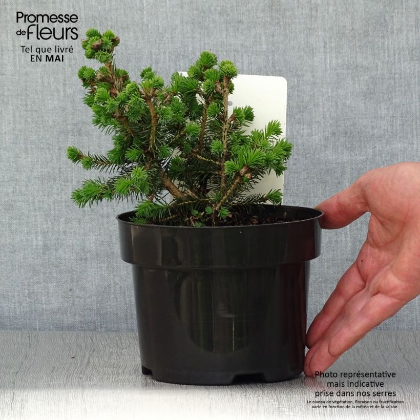 Example of Épicéa de Sitka - Picea sitchensis Nana Pot de 2L/3L as you get in printemps
