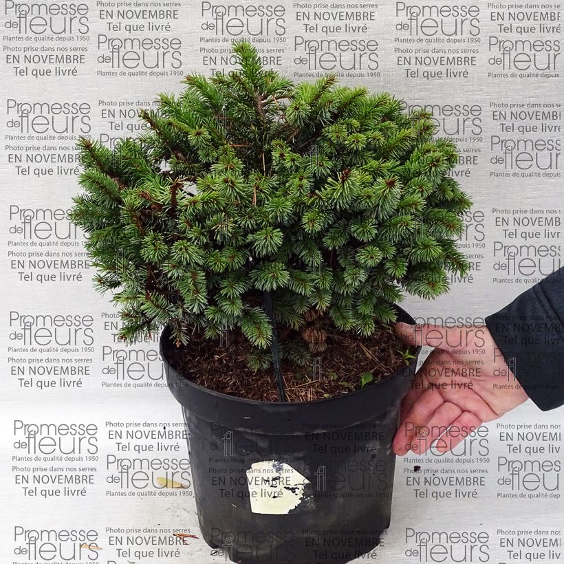 Example of Epicea de Sitka - Picea sitchensis Rom                              Pot de 7,5L/10L as you get