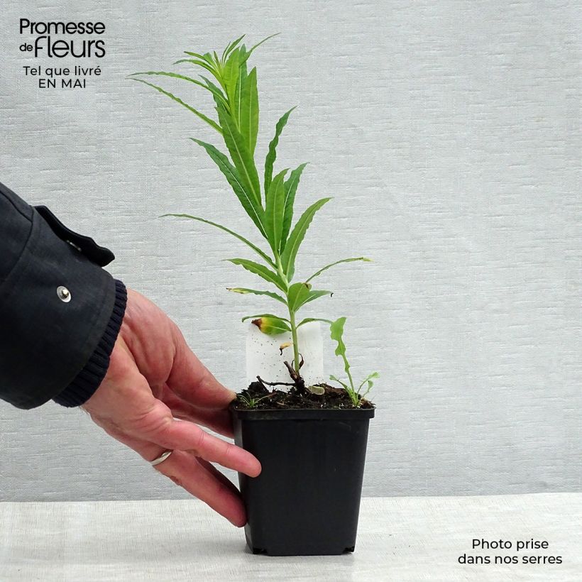 Example of Epilobe blanche - Epilobium angustifolium album Godet de 8/9 cm as you get in printemps