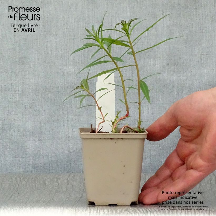 Example of Epilobe rose, Epilobium angustifolium Stahl Rose Godet de 8/9 cm as you get in printemps