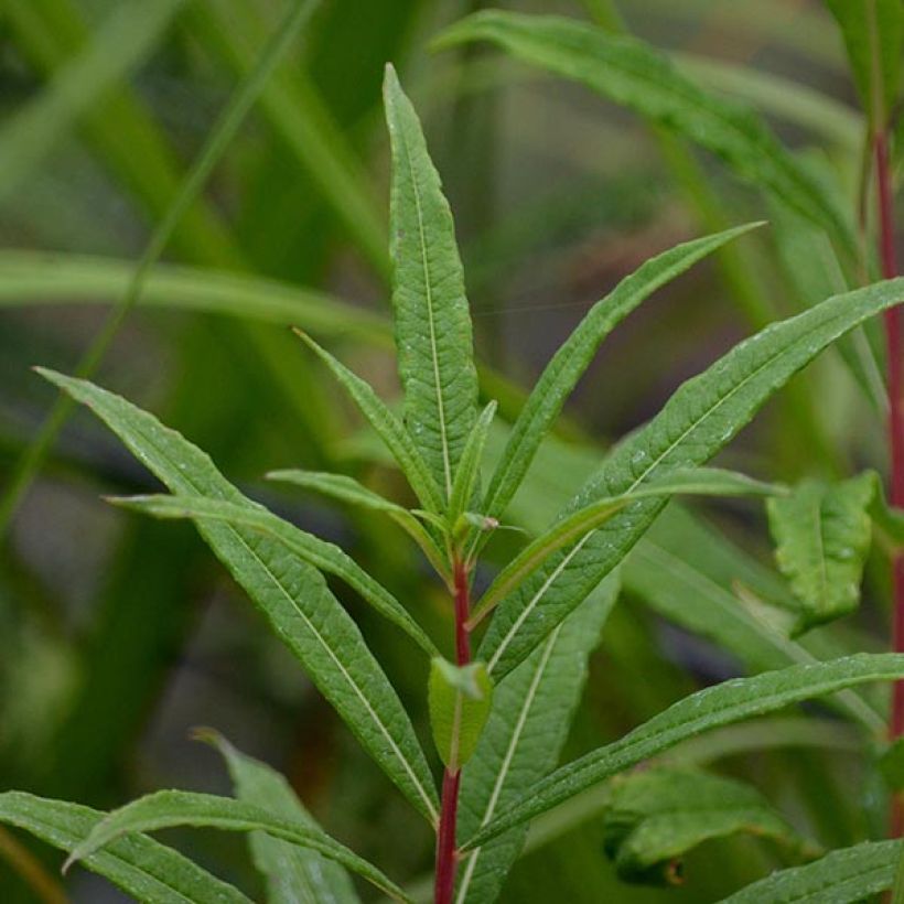 Epilobe rose, Epilobium angustifolium Stahl Rose (Foliage)