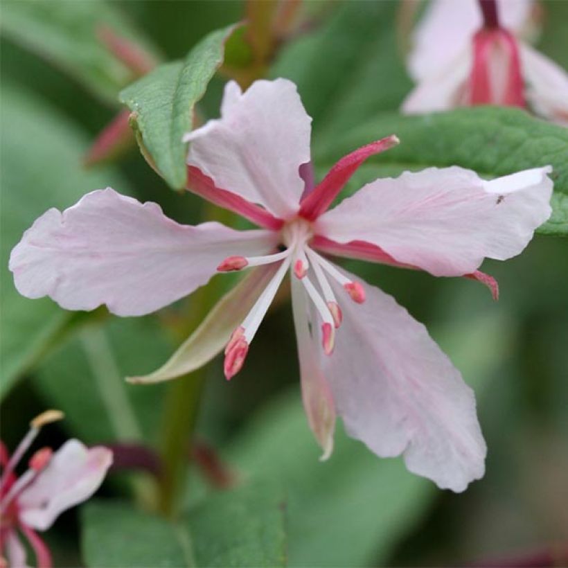 Epilobe rose, Epilobium angustifolium Stahl Rose (Flowering)