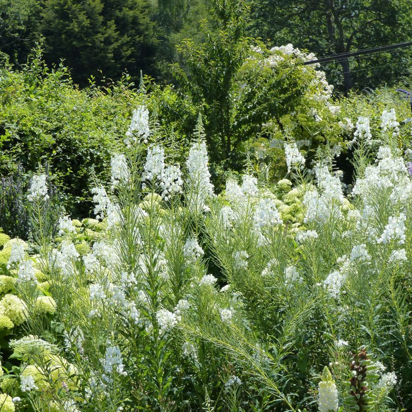 Epilobe blanche - Epilobium angustifolium album (Flowering)