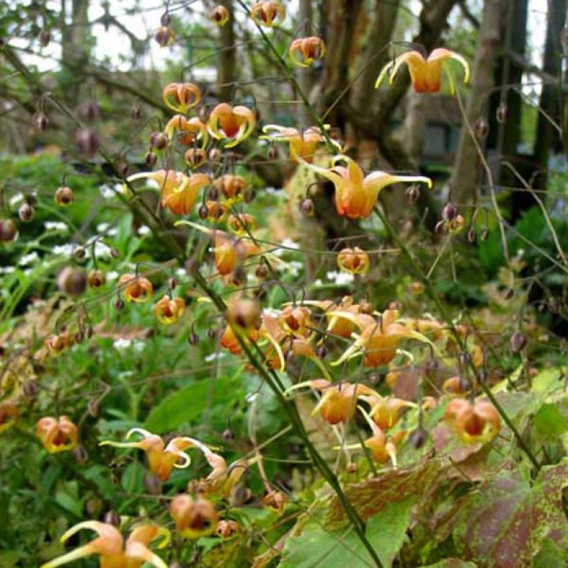 Fleur des Elfes - Epimedium Amber Queen (Plant habit)