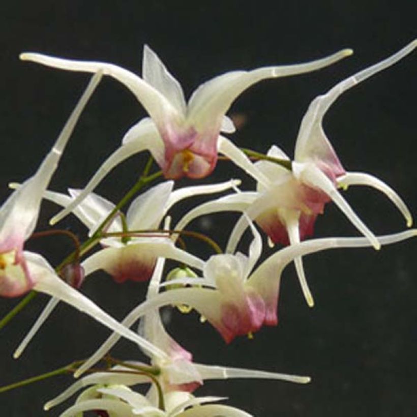Fleur des Elfes - Epimedium Domino (Flowering)