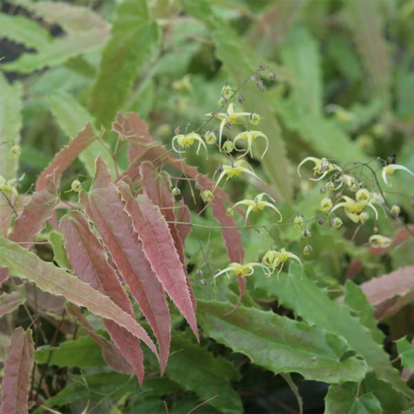 Fleur des Elfes - Epimedium Sphinx Twinkler (Foliage)