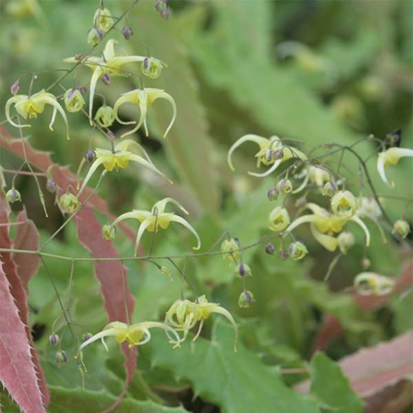 Fleur des Elfes - Epimedium Sphinx Twinkler (Flowering)