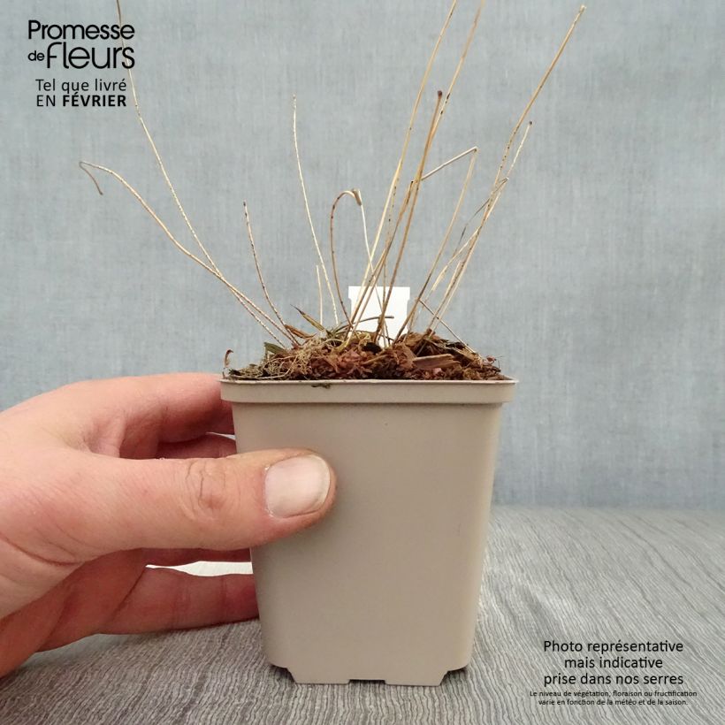 Spécimen de Epimedium acuminatum, Fleur des elfes Godet de 8/9 cm tel que livré en hiver