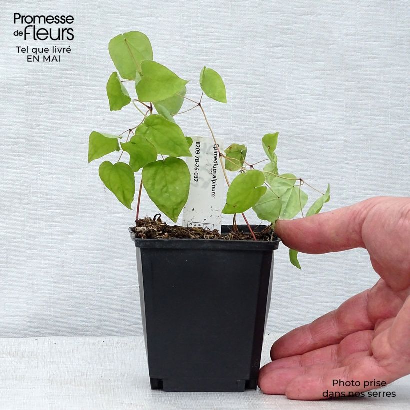 Example of Epimedium alpinum - Fleur des elfes rouge et jaune Godet de 8/9 cm as you get in printemps