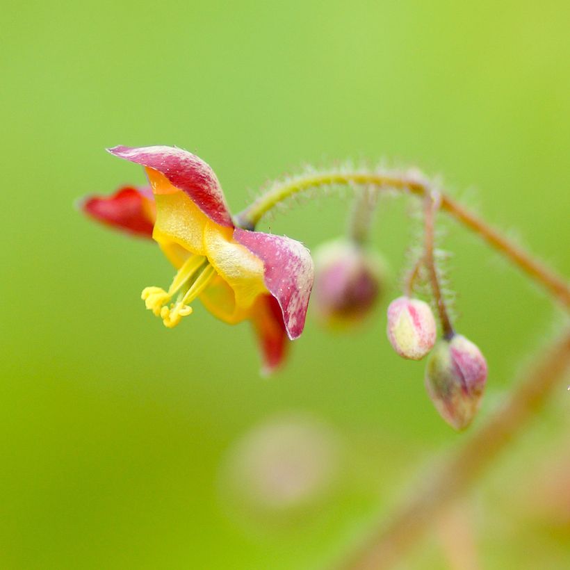 Epimedium alpinum - Fleur des elfes rouge et jaune (Flowering)
