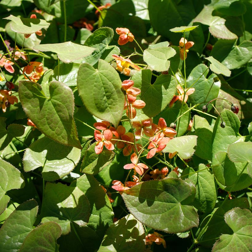 Epimedium alpinum - Fleur des elfes rouge et jaune (Plant habit)