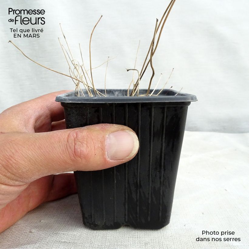 Spécimen de Epimedium asiatic hybrids, Fleur des elfes Godet de 8/9 cm tel que livré au printemps