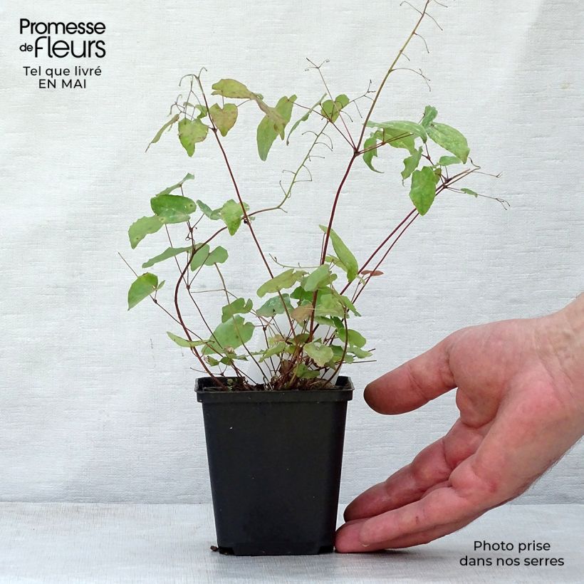 Spécimen de Epimedium davidii, Fleur des elfes Godet de 8/9 cm tel que livré au printemps