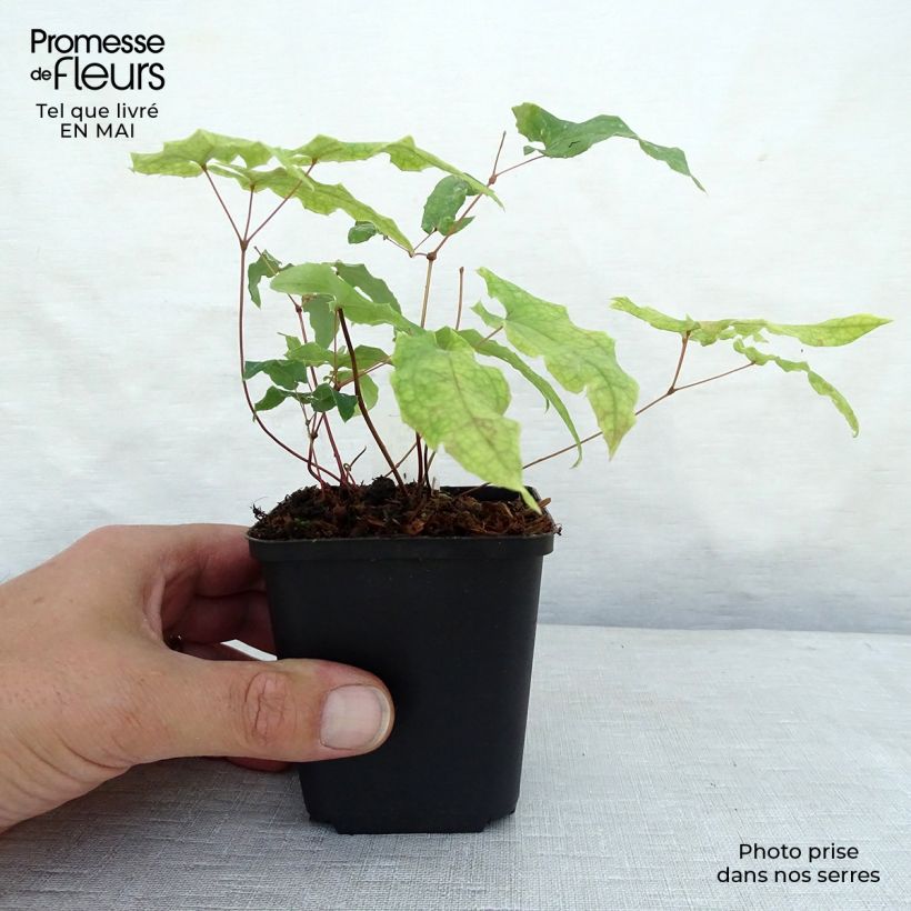 Spécimen de Epimedium dolichostemon, Fleur des elfes Godet de 8/9 cm tel que livré au printemps