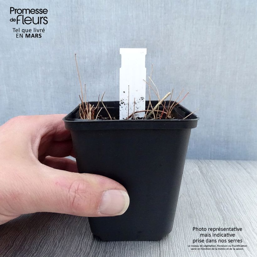 Spécimen de Epimedium elongatum - Fleur des Elfes Godet de 8/9 cm tel que livré au printemps