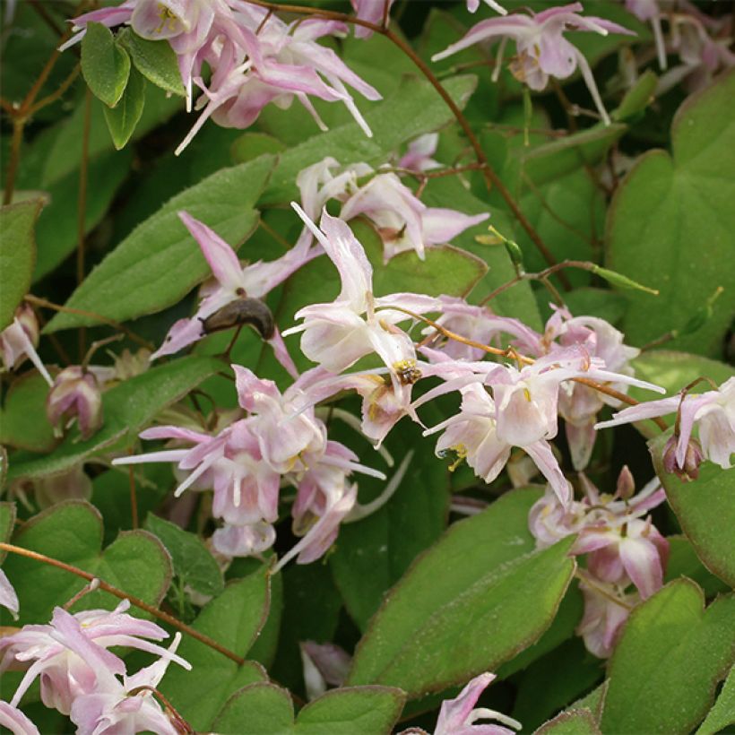 Fleur des Elfes - Epimedium grandiflorum Akebono (Flowering)