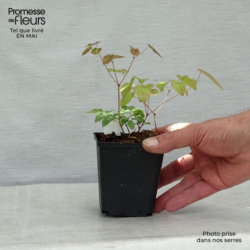 Example of Epimedium grandiflorum - Fleurs des elfes rose lilas pâle Godet de 8/9 cm as you get in printemps