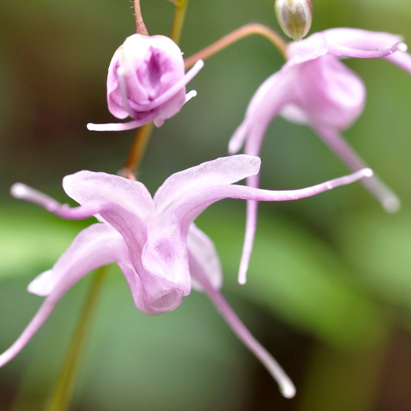 Epimedium grandiflorum - Fleurs des elfes rose lilas pâle (Flowering)
