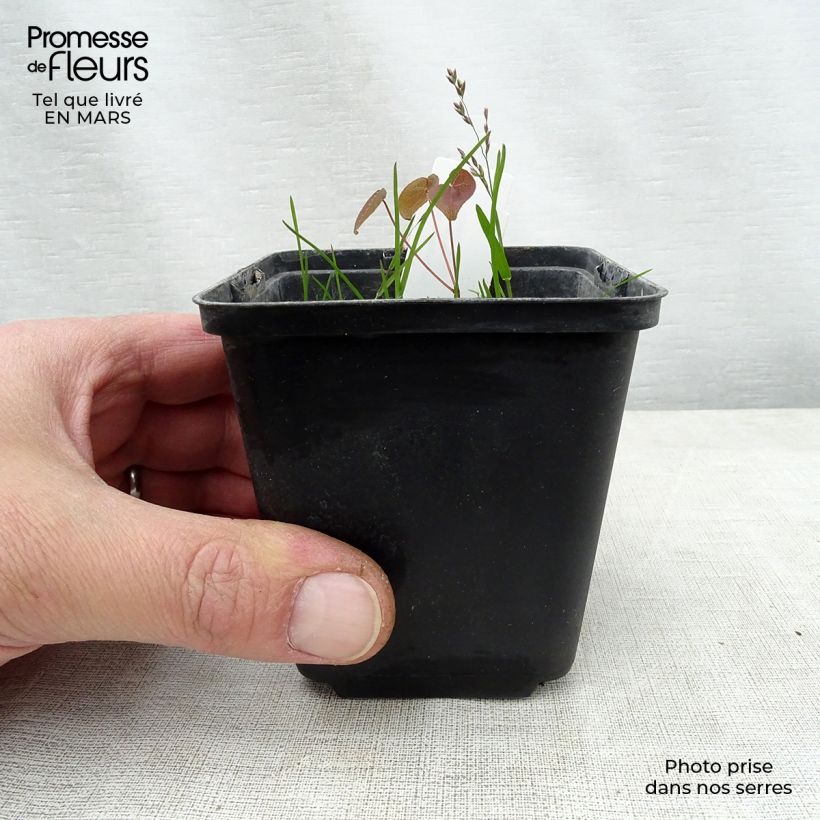 Spécimen de Epimedium grandiflorum Purple Pixie - Fleur des Elfes Godet de 8/9 cm tel que livré au printemps