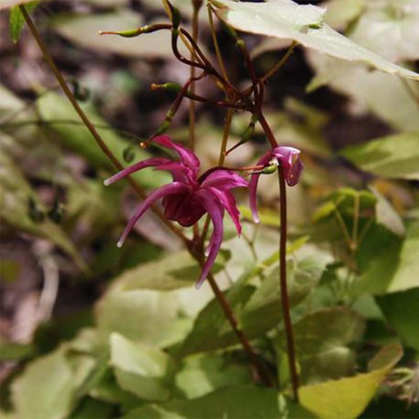 Epimedium grandiflorum Red Beauty - Fleur des Elfes (Flowering)
