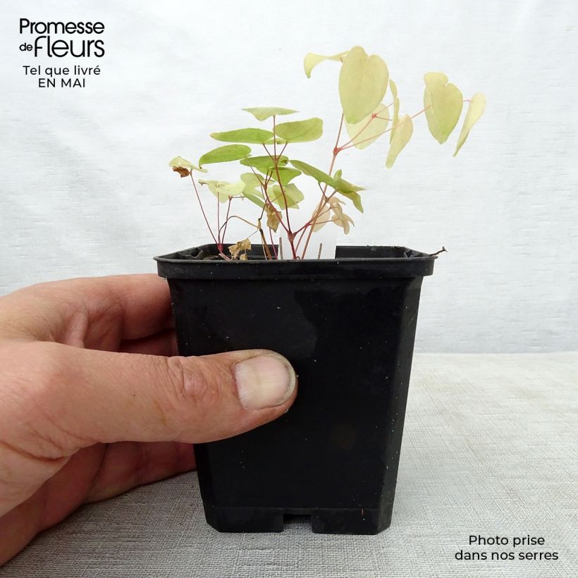 Example of Epimedium grandiflorum Red Beauty - Fleur des Elfes Godet de 8/9 cm as you get in printemps