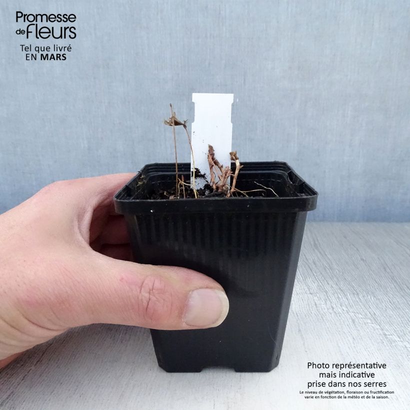 Spécimen de Epimedium leptorrhizum - Fleurs des Elfes Godet de 8/9 cm tel que livré au printemps