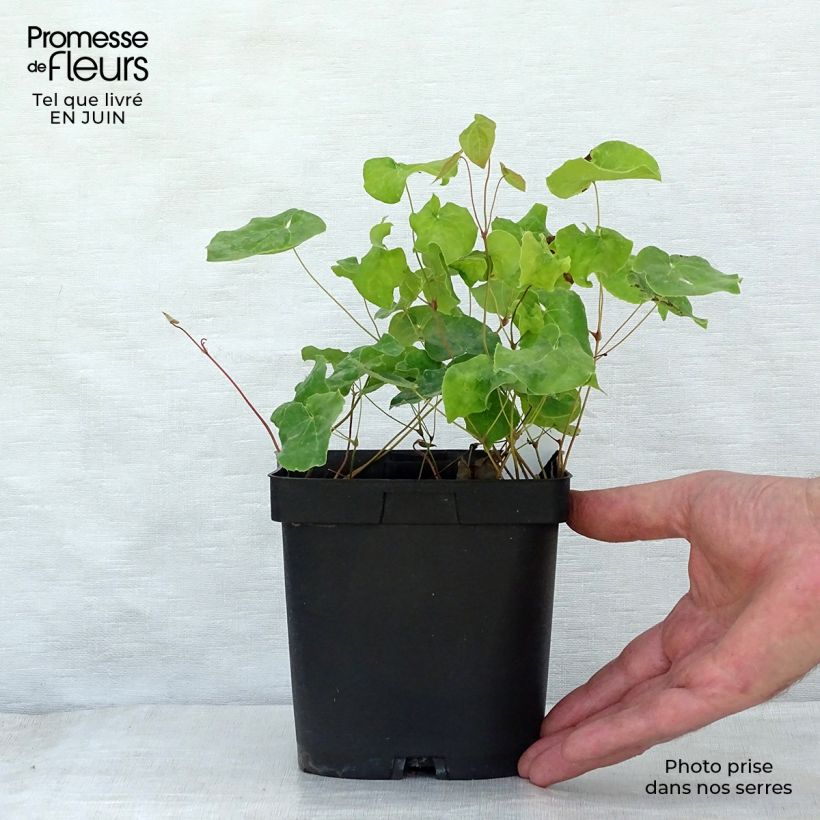 Spécimen de Epimedium perralchicum Frohnleiten - Fleur des Elfes jaune vif Pot de 2L/3L tel que livré en été