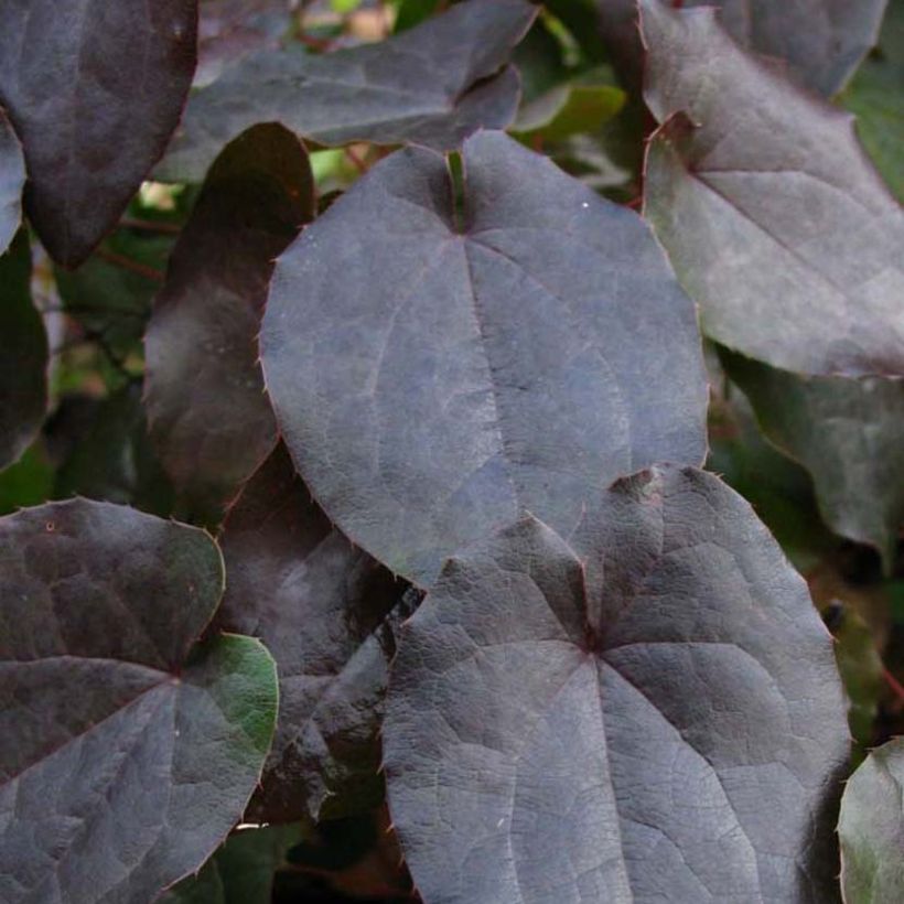 Epimedium pinnatum Black Sea (Foliage)