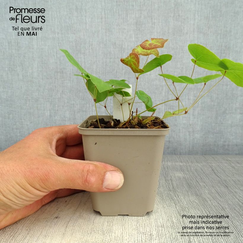 Example of Epimedium pinnatum Black Sea Godet de 8/9 cm as you get in printemps