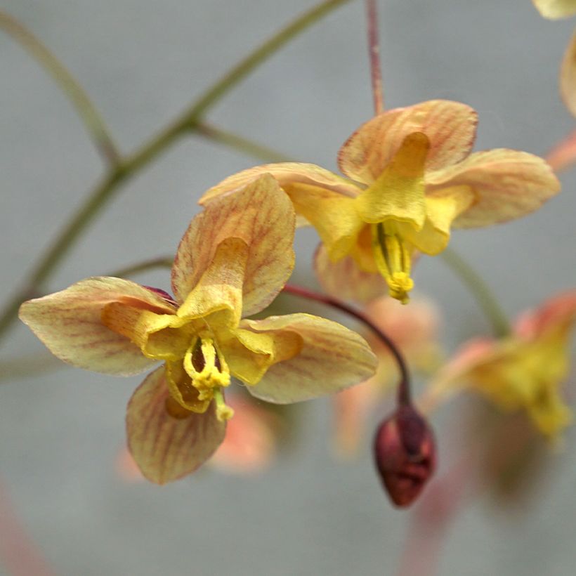 Epimedium pinnatum Black Sea (Flowering)