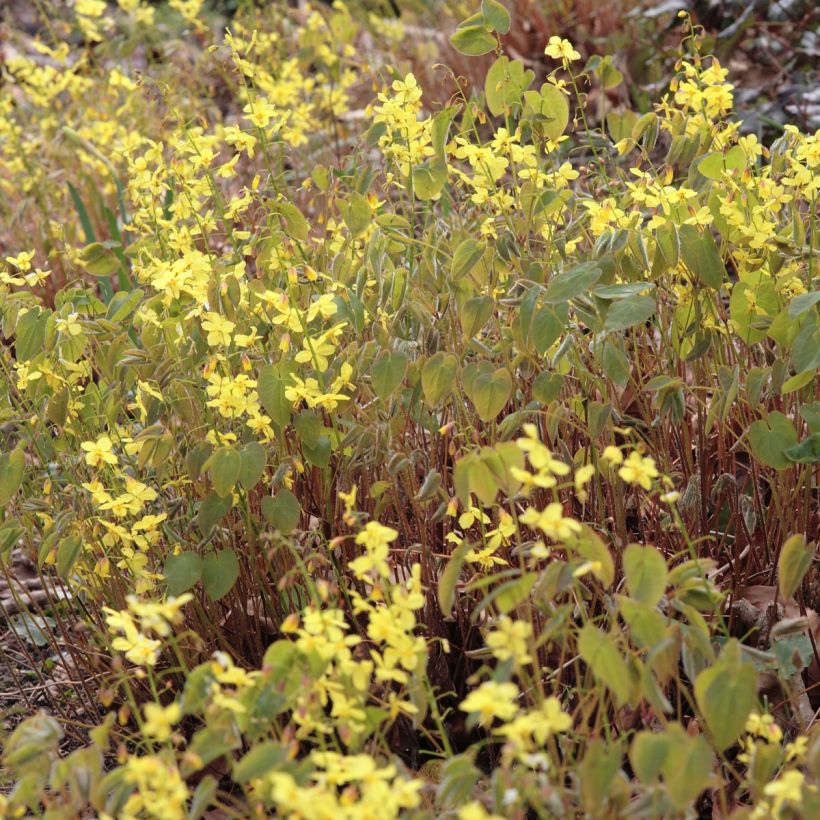 Fleur des Elfes - Epimedium pinnatum ssp colchicum (Flowering)