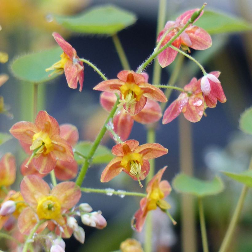 Fleur des Elfes - Epimedium  pubigerum Orangekönigin (Flowering)