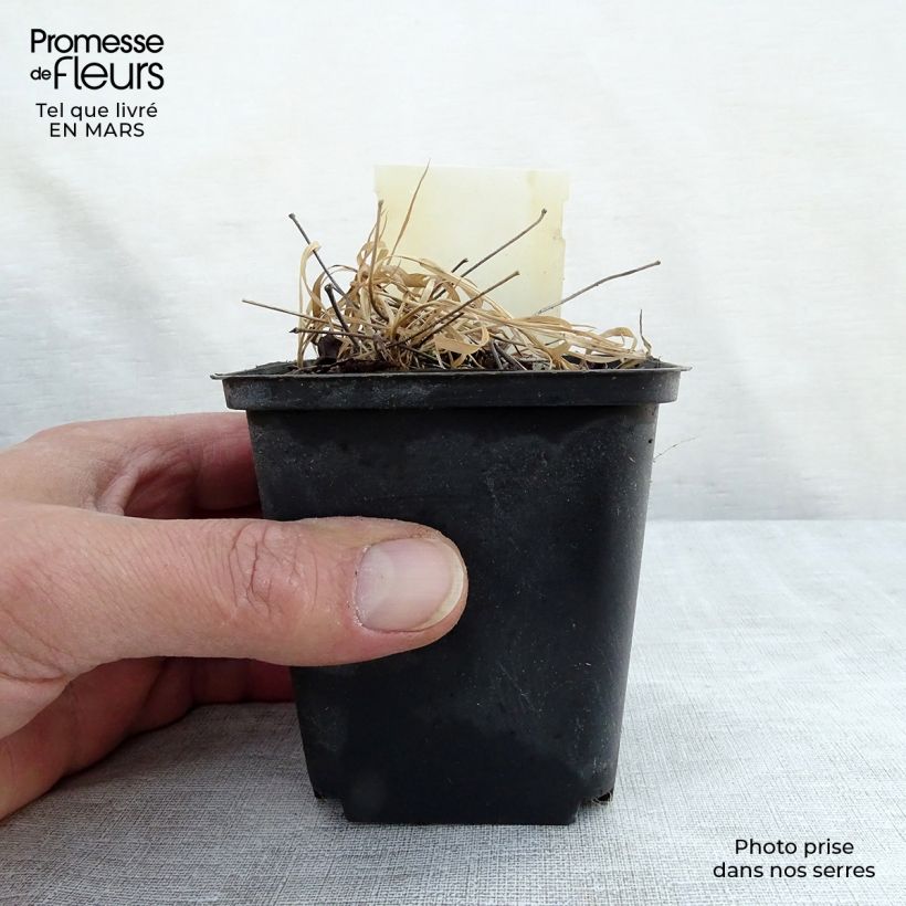 Example of Epimedium rubrum - Fleur des elfes rouge Godet de 8/9 cm as you get in printemps