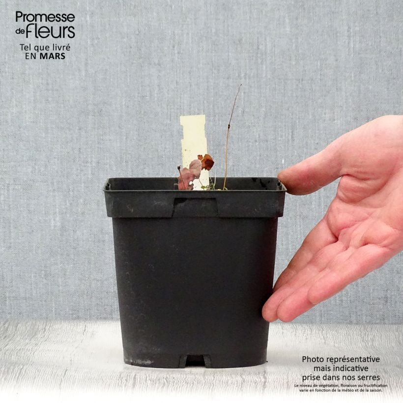 Example of Epimedium rubrum - Fleur des elfes rouge Pot de 2L/3L as you get in printemps