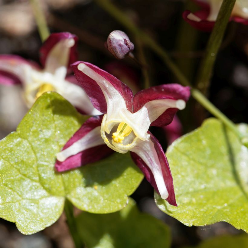 Epimedium rubrum - Fleur des elfes rouge (Flowering)