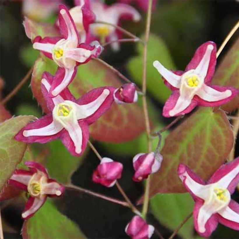 Epimedium rubrum Galadriel - Fleur des Elfes (Flowering)