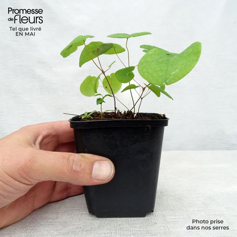 Example of Epimedium rubrum Galadriel - Fleur des Elfes Godet de 8/9 cm as you get in printemps